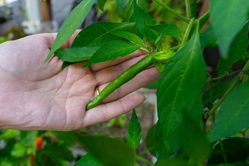 自家製野菜
